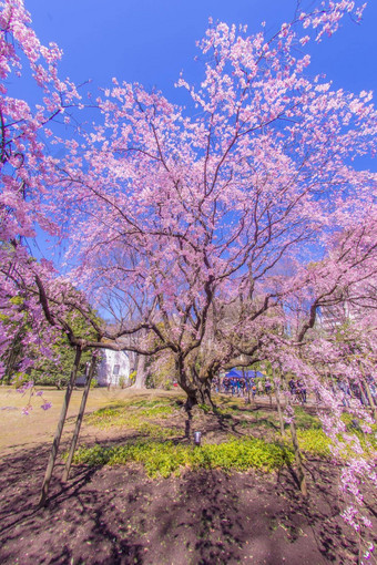 支樱桃花朵太阳天空天空