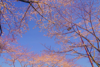 樱桃<strong>花朵</strong>完整的布鲁姆蓝色的天空细天气便宜的机场