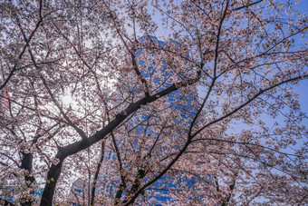 穿梭樱桃花朵六本木山