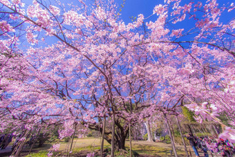 支樱桃<strong>花朵</strong>太阳天空天空