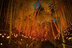 竹子森林小直径光小城城堡公民森林