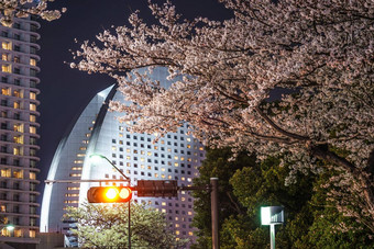 横滨minato,晚上樱花