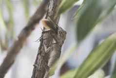 横幅宏特写镜头照片捕捉时刻大灰色的蜥蜴吃吞噬猎物吞下颤动的棕色（的）甲虫蟑螂坐分支绿色明亮的自然背景生活斗争生态系统