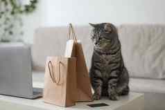 灰色的虎斑猫工艺纸袋首页交付购物概念环境保护浪费