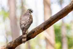 图像希克拉鸟猛禽badius树分支自然背景动物