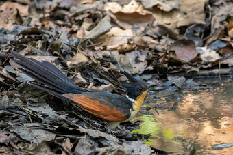 图像chestnut-winged<strong>杜鹃</strong>clamatorcoromandus站喝水自然背景鸟动物