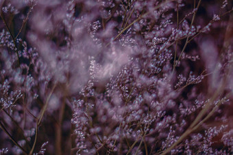 对比朦胧的苍白的紫色的黑暗光摘要真正的自然照片背景宏草地场草花小麦草季节秋天冬天春天夏天语气股票集合模糊古董效果