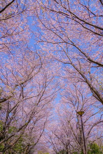 樱桃<strong>花朵</strong>完整的布鲁姆makimoku摩托车横滨城市