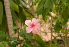 粉红色的宏芙蓉花模糊绿色叶子背景