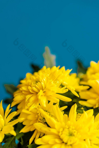 花束黄色的<strong>菊</strong>花经典蓝色的背景黄色的花经典蓝色的能黄色的<strong>菊</strong>花经典蓝色的背景花束<strong>菊</strong>花3月母亲的一天