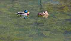 野生美丽的鸭子游泳和平绿色森林池塘