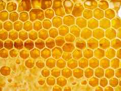 蜜蜂蜂窝特写镜头新鲜的绳的滴甜蜜的蜂蜜宏背景