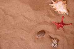 贝壳沙子海夏天假期背景空间文本前视图