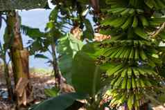 群绿色香蕉种植园北tenerife金丝雀岛屿