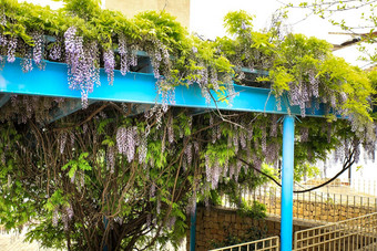 紫藤植物挂花园