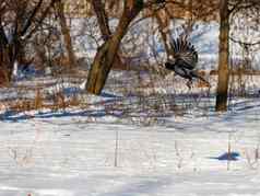 飞行黑色的乌鸦雪背景雪冬天城市公园
