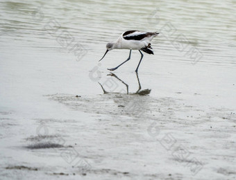 Avocet池塘