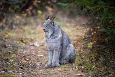 野生猞猁曼尼托巴