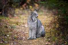 野生猞猁曼尼托巴