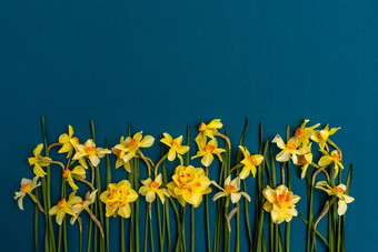 大花束黄色的水仙花靛蓝背景复制空间卡背景屏保