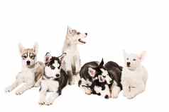 集团小狗品种哈士奇孤立的白色背景