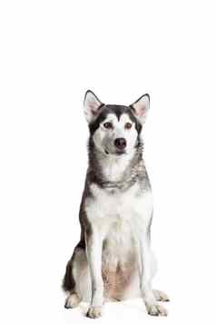 阿拉斯加雪橇犬坐着前面相机孤立的白色
