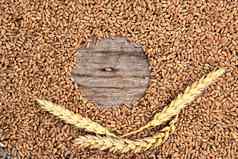 小麦谷物成熟的耳朵背景
