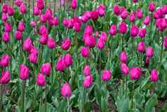 郁金香花色彩斑斓的郁金香花花园美丽的郁金香花明信片美农业概念设计