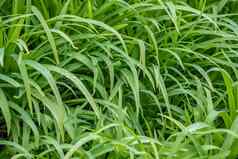 郁郁葱葱的绿色草覆盖早期早....露水绿色草滴纹理光早....自然绿色草背景环境保护生态