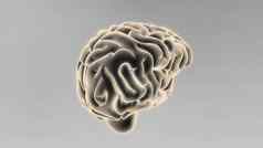 医疗插图人类大脑