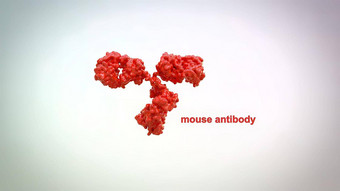 抗体蛋白质生产免疫系统战斗感染