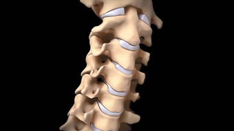 脊髓阀瓣<strong>椎间盘</strong>突出受伤缓冲连接组织椎骨