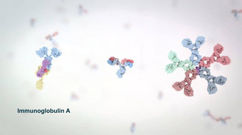 抗体蛋白质生产免疫系统战斗感染