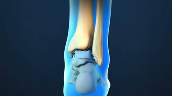 脚踝联合解剖学关节软骨渲染