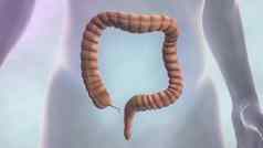 结肠镜检查可视化大肠管被称为结肠镜