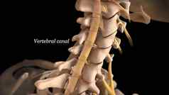 脊髓阀瓣椎间盘突出受伤缓冲连接组织椎骨