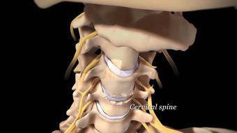脊髓阀瓣<strong>椎间盘</strong>突出受伤缓冲连接组织椎骨