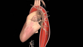 影响左心室主动脉主动脉阀二尖瓣阀