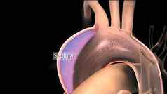 影响左心室主动脉主动脉阀二尖瓣阀