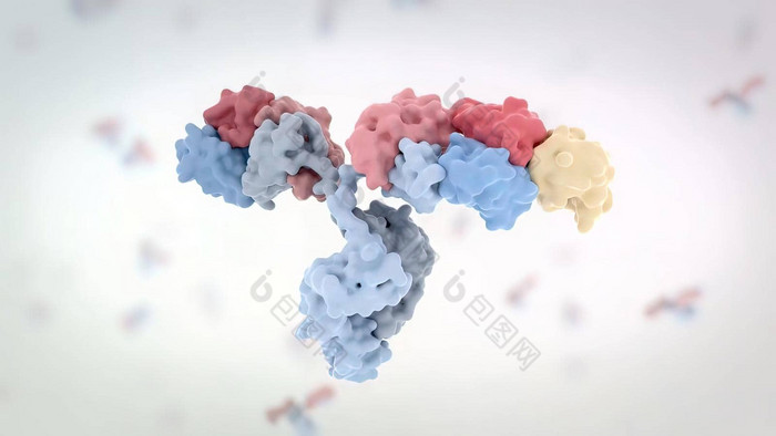 结构典型的抗体分子抗体氨基酸