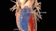 心解剖学房室节点医疗概念插图