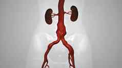 气球血管成形术过程支架静脉
