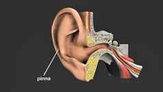 医疗插图人类耳朵