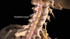 人类脊柱神经根