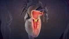 人类心泵血心人类心解剖学呼吸