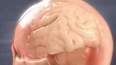 人类大脑解剖模型