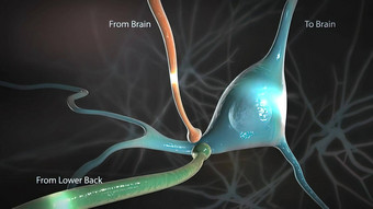 信号脊髓绳传播大脑图片