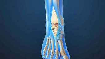 脚踝联合解剖学关节软骨