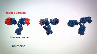 结构典型的抗体分子抗体氨基酸