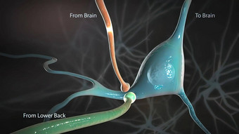 信号脊髓绳传播大脑图片